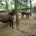 肉马200~300kg