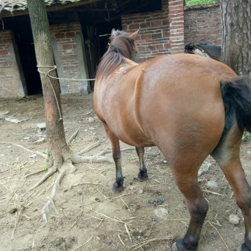肉马200~300kg