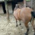 肉马200~300kg