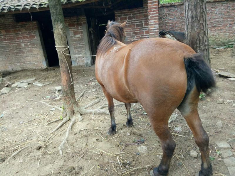 肉马200~300kg