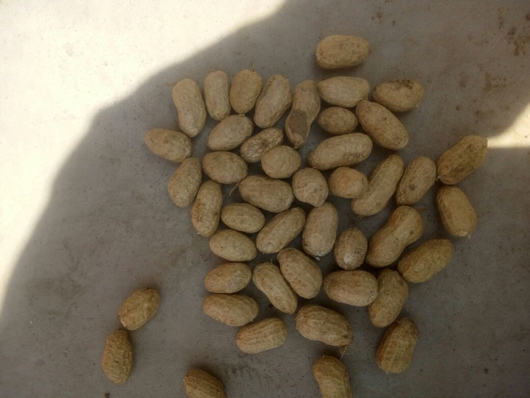 花生与大豆对比图