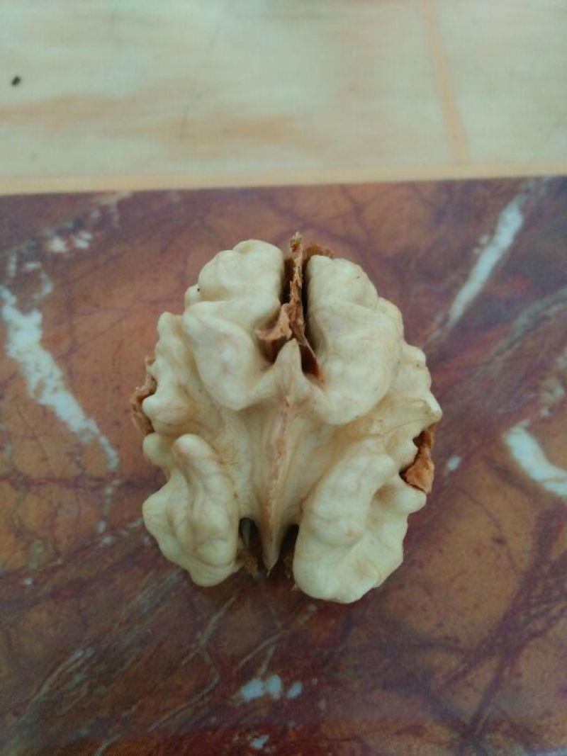 山核桃去皮干