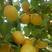 杏树苗荷兰香蜜杏树苗原产地直供品种保证包活早结果早丰产