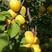 杏树苗荷兰香蜜杏树苗原产地直供品种保证包活早结果早丰产