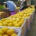 蜜橘，特早蜜桔，一手货源，保质保量，蜜桔香味浓郁