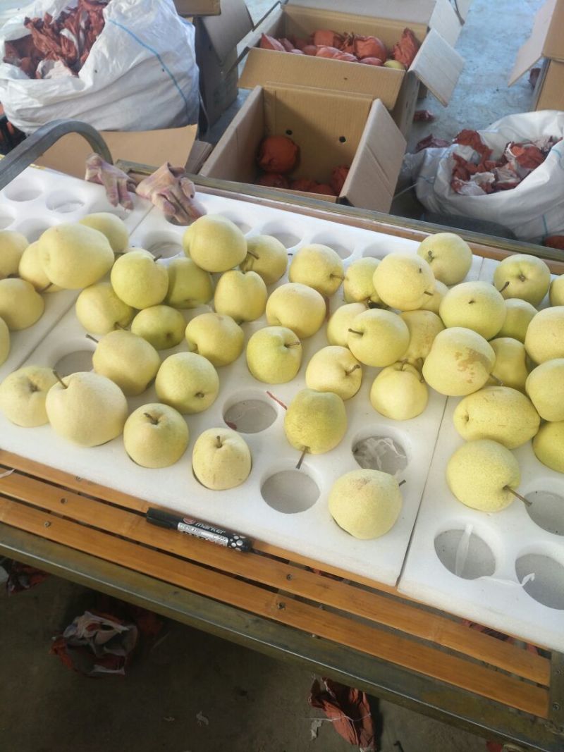 山西晋中酥梨对接超市电商批发市场等保质保量童叟无欺