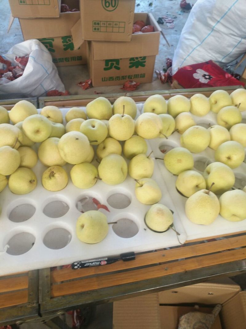 山西晋中酥梨对接超市电商批发市场等保质保量童叟无欺