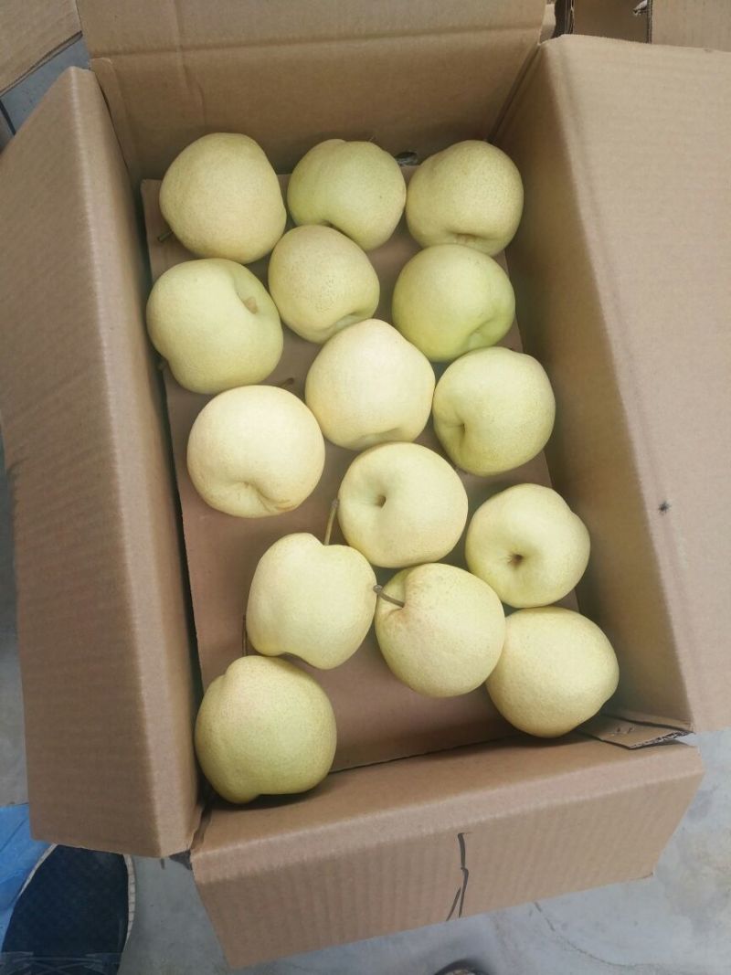 山西酥梨250~300g纸袋质量保证一手货源对接超市