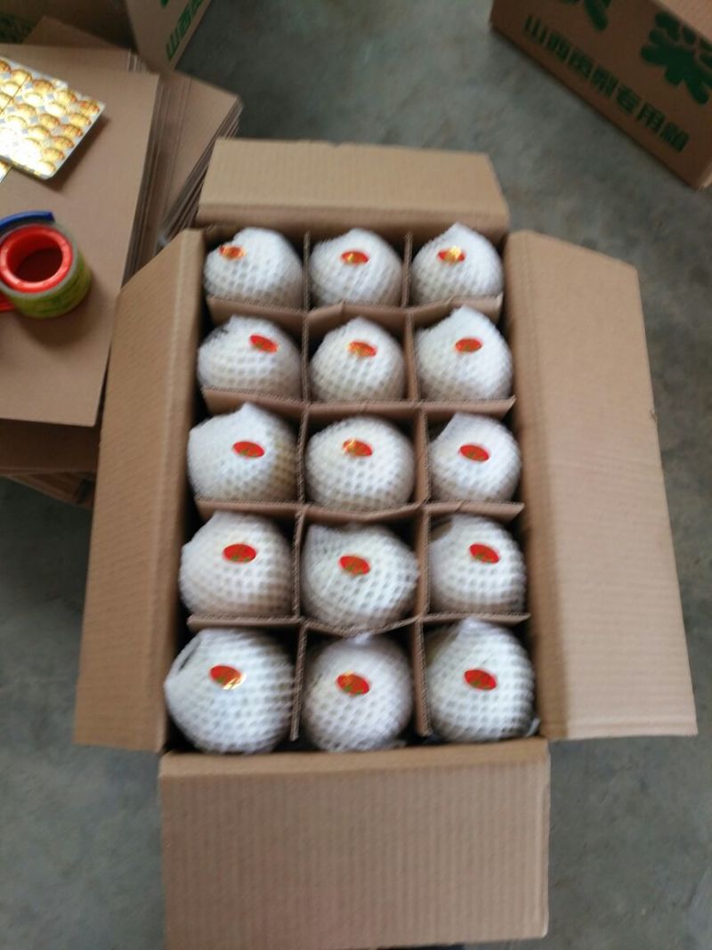 山西酥梨250~300g纸袋质量保证一手货源对接超市