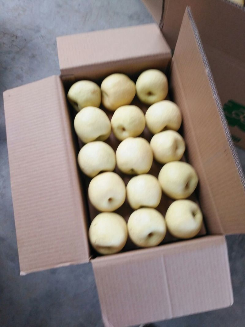 山西酥梨250~300g纸袋质量保证一手货源对接超市