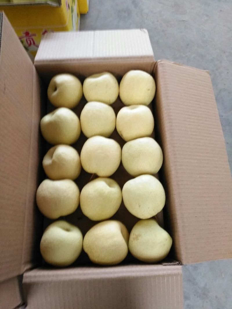 山西酥梨250~300g纸袋质量保证一手货源对接超市