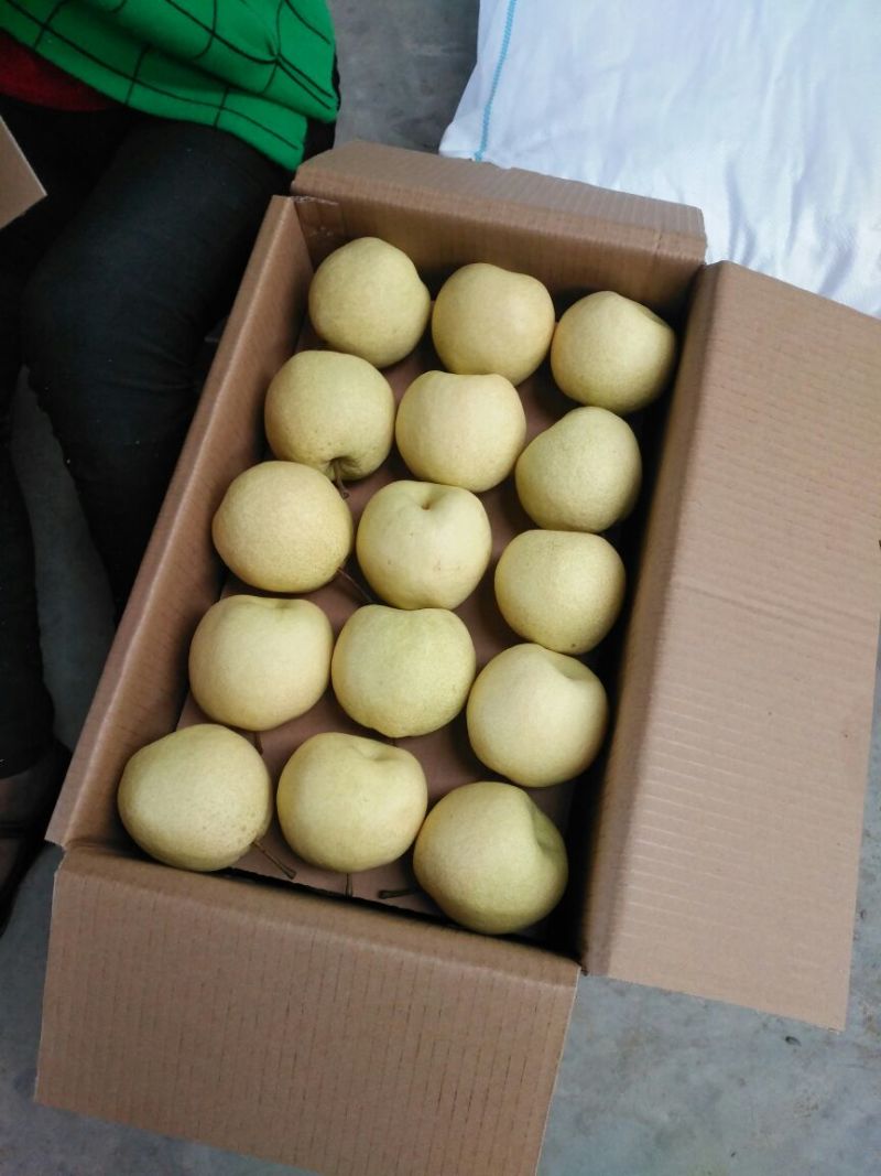 山西酥梨250~300g纸袋质量保证一手货源对接超市