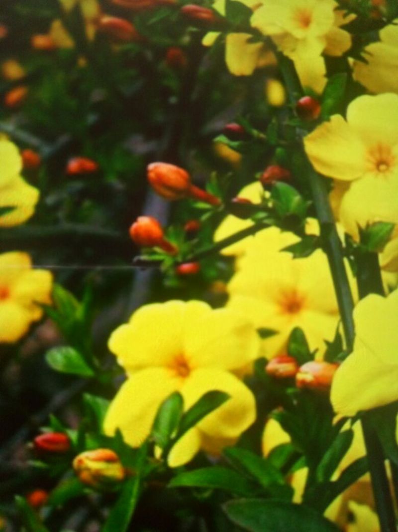 迎春花苗工程苗，也可植于庭院作花墙或绿篱，或做盆景。
