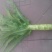 莴苣1.5~2斤40~50cm