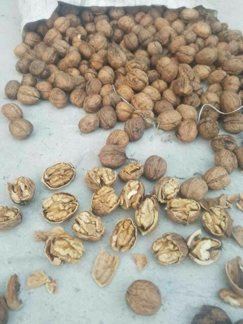 盐源早1号核桃去皮干