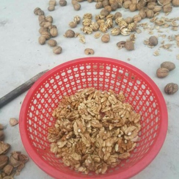 盐源早1号核桃去皮干