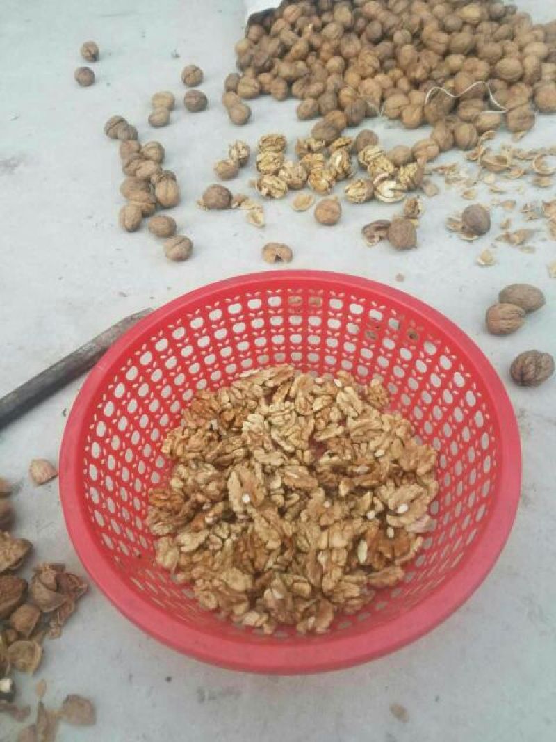 盐源早1号核桃去皮干