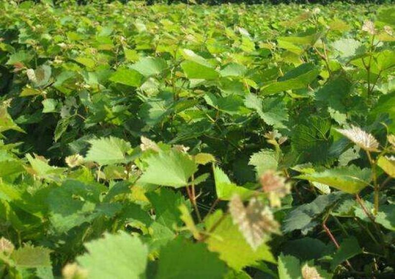 葡萄苗30cm以下1年，品种全，支持线上保障交易