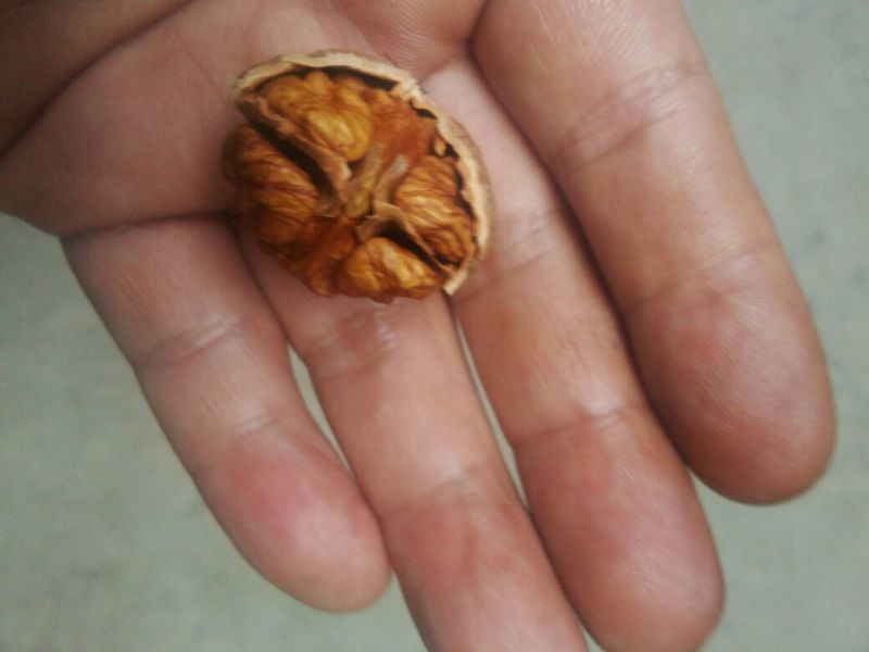 薄皮核桃去皮干