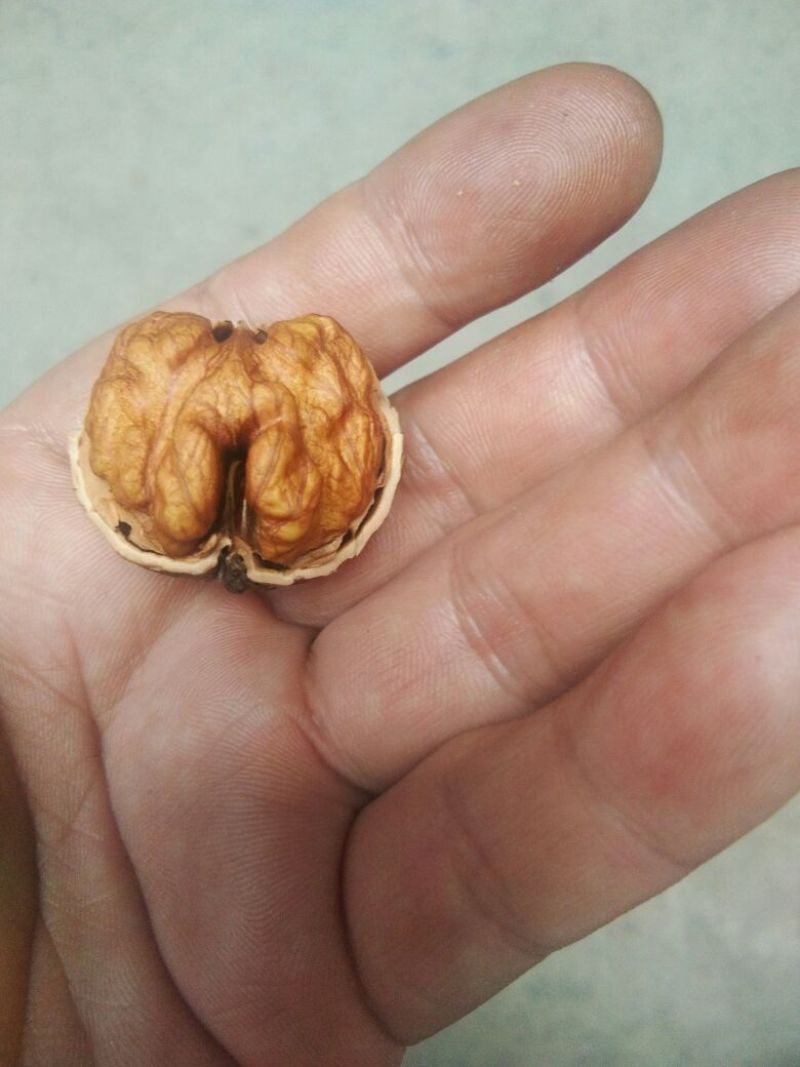 薄皮核桃去皮干