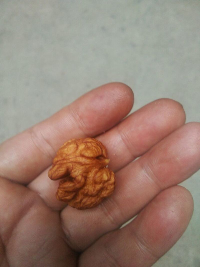 薄皮核桃去皮干