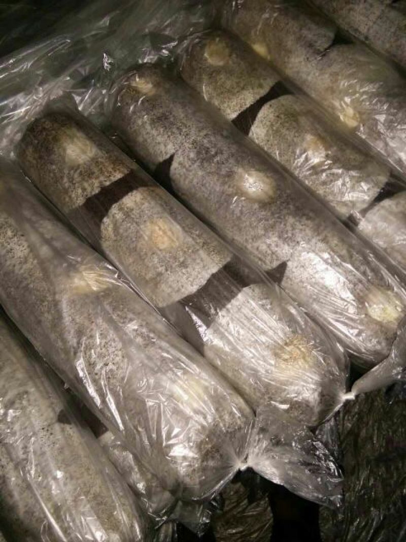 黑木耳菌棒