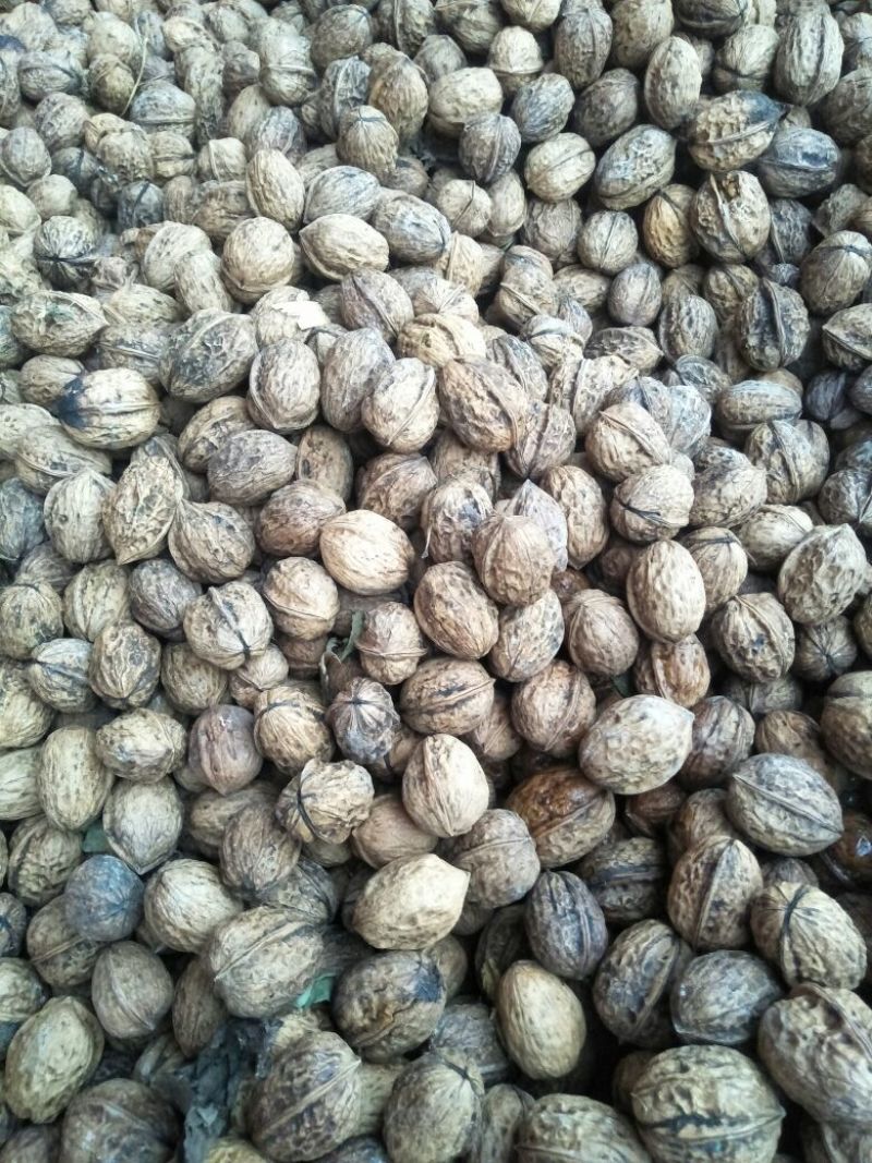 盐源早1号核桃去皮干