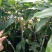 芒果苗1~1.5m