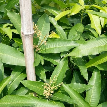 芒果苗1~1.5m