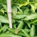 芒果苗1~1.5m
