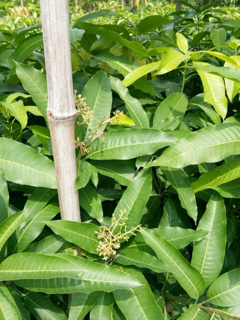 芒果苗1~1.5m