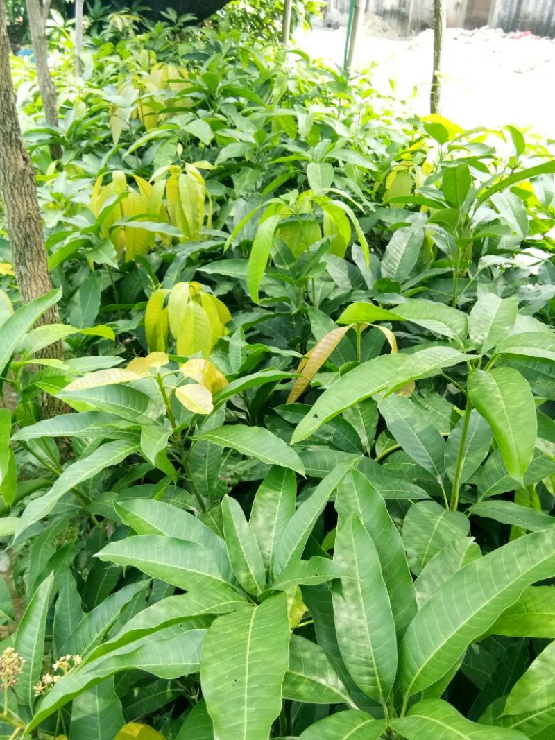 芒果苗1~1.5m