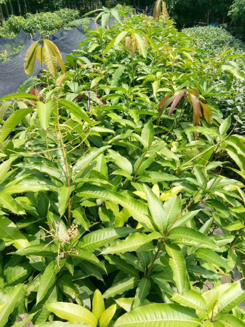 芒果苗1~1.5m