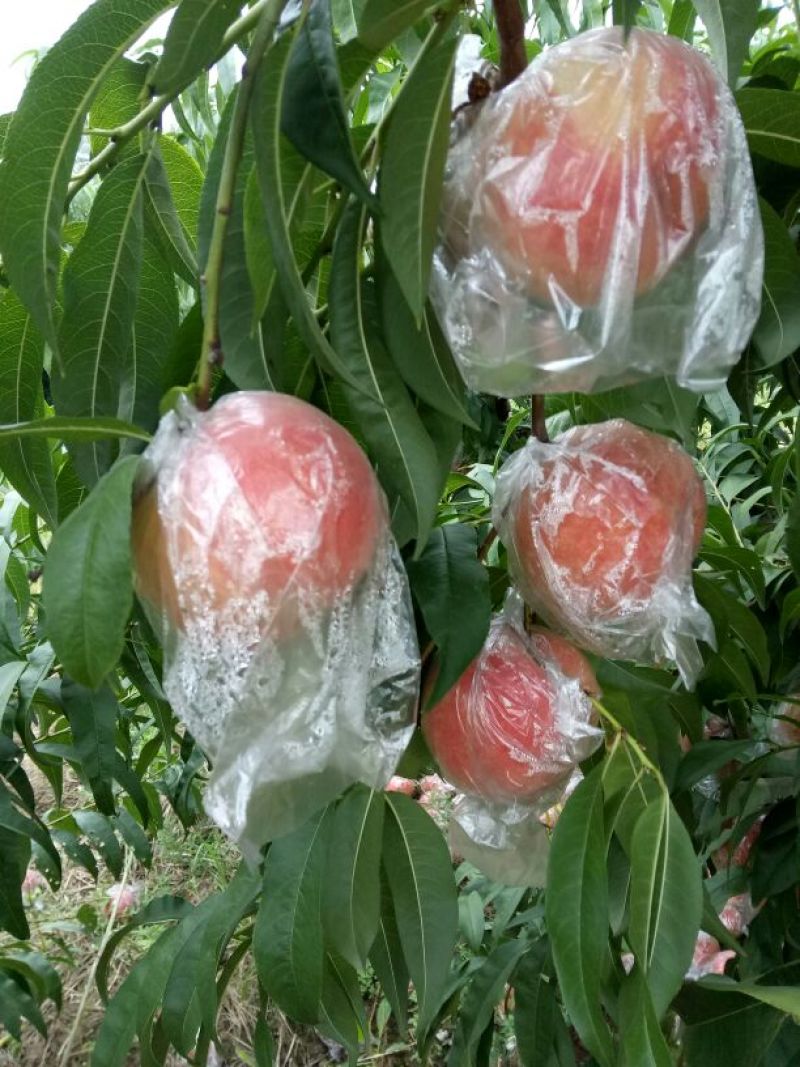 【推荐】山西毛桃，红不软，秦王桃，毛桃75以上