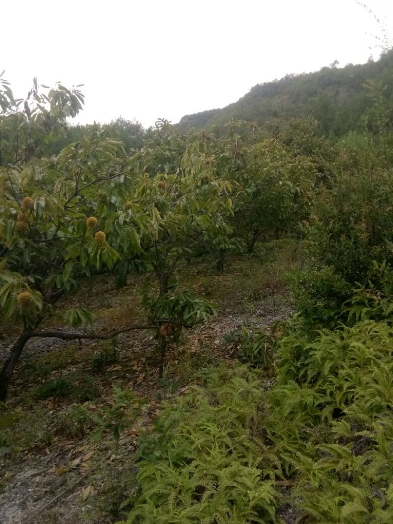 野生板栗炒栗种中栗