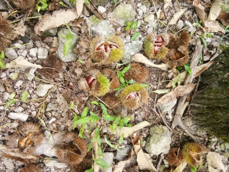 野生板栗炒栗种中栗