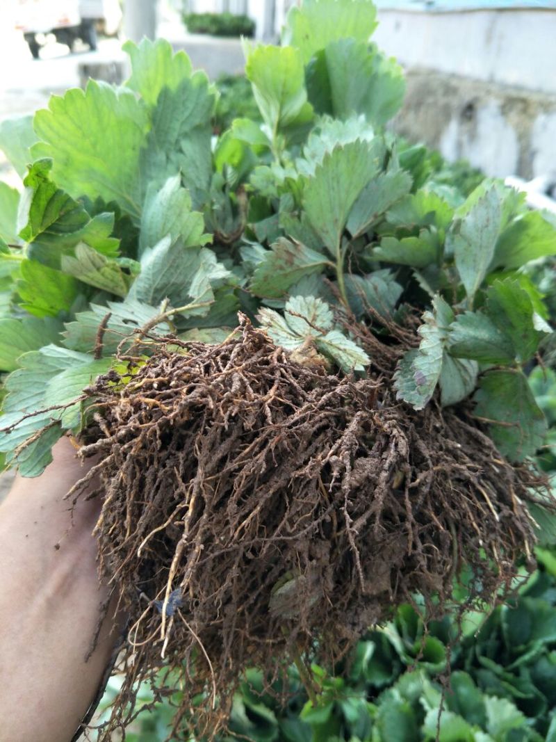 红颜草莓苗根系发达