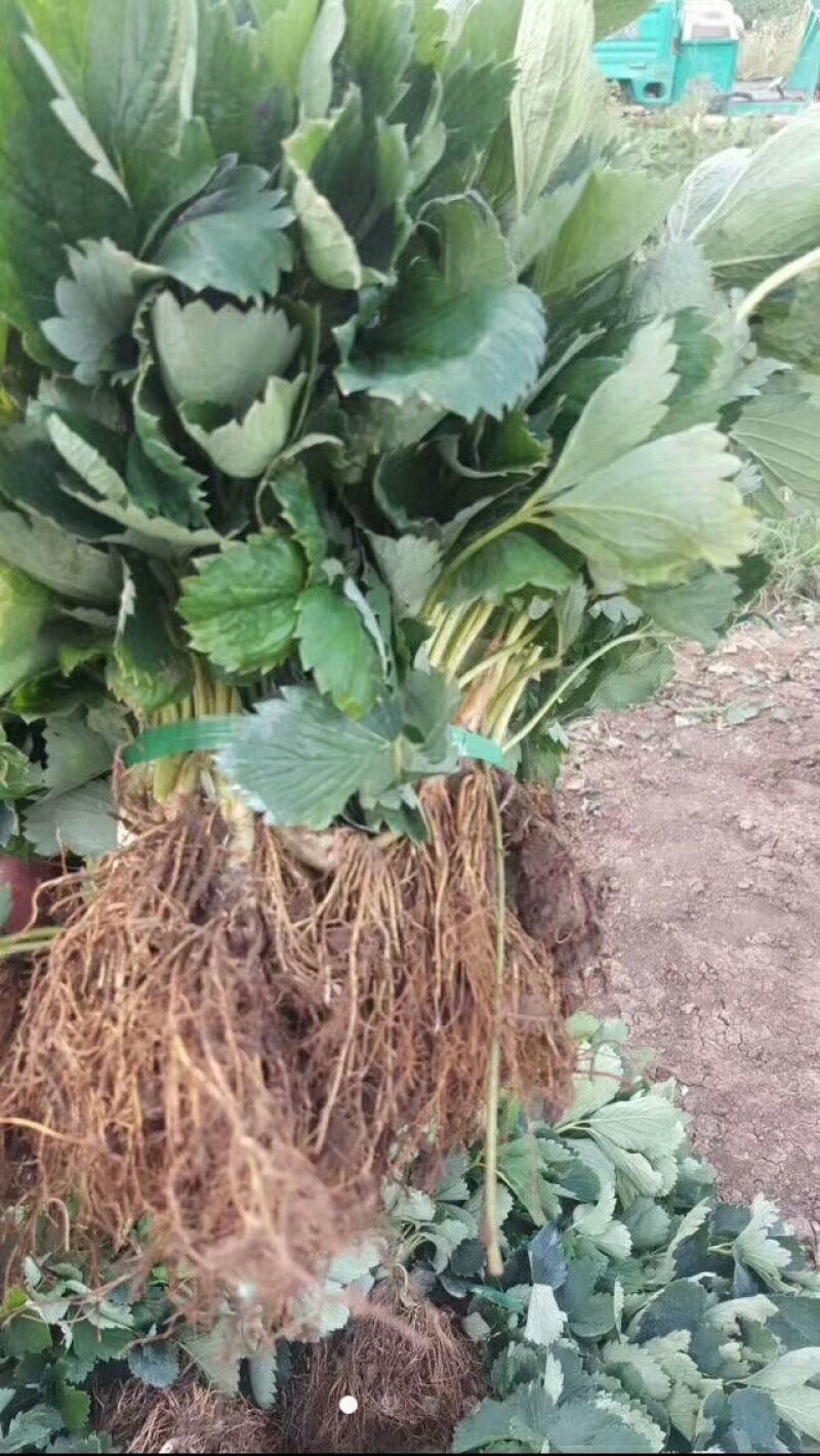 红颜草莓苗根系发达