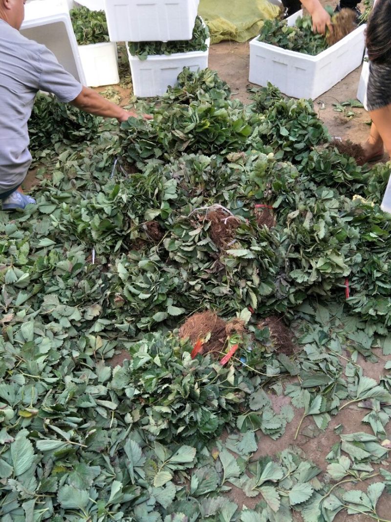 红颜草莓苗根系发达