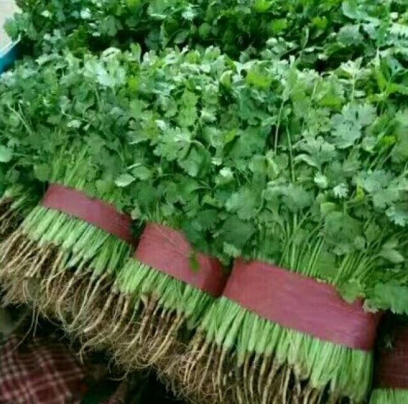 大叶香菜15~20厘米以上