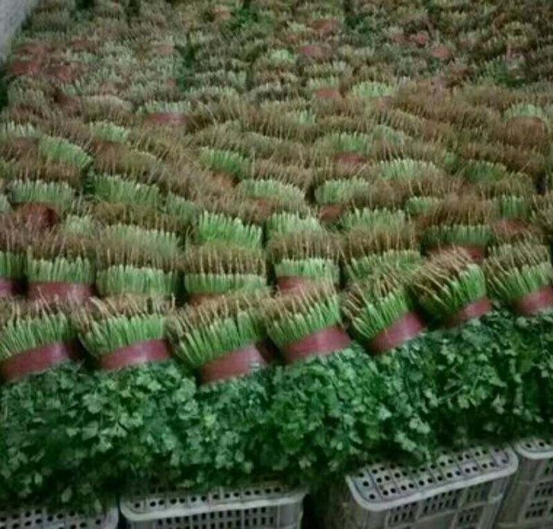 大叶香菜15~20厘米以上