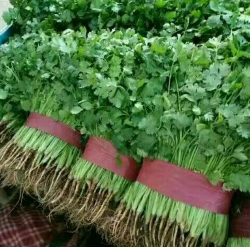 大叶香菜15~20厘米以上