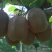 眉县太白山下商品(徐香猕猴桃)