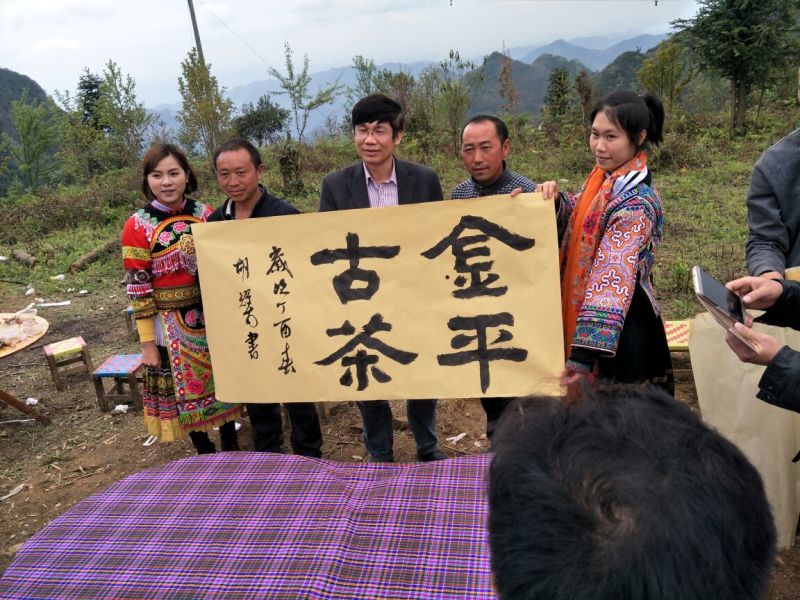 古树茶特级