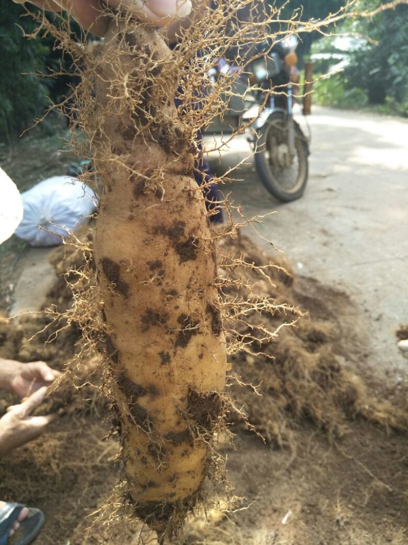 毛薯