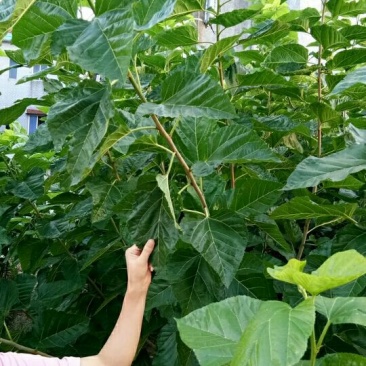 桑树苗农桑14,蚕桑叶桑好品种饲料桑对版