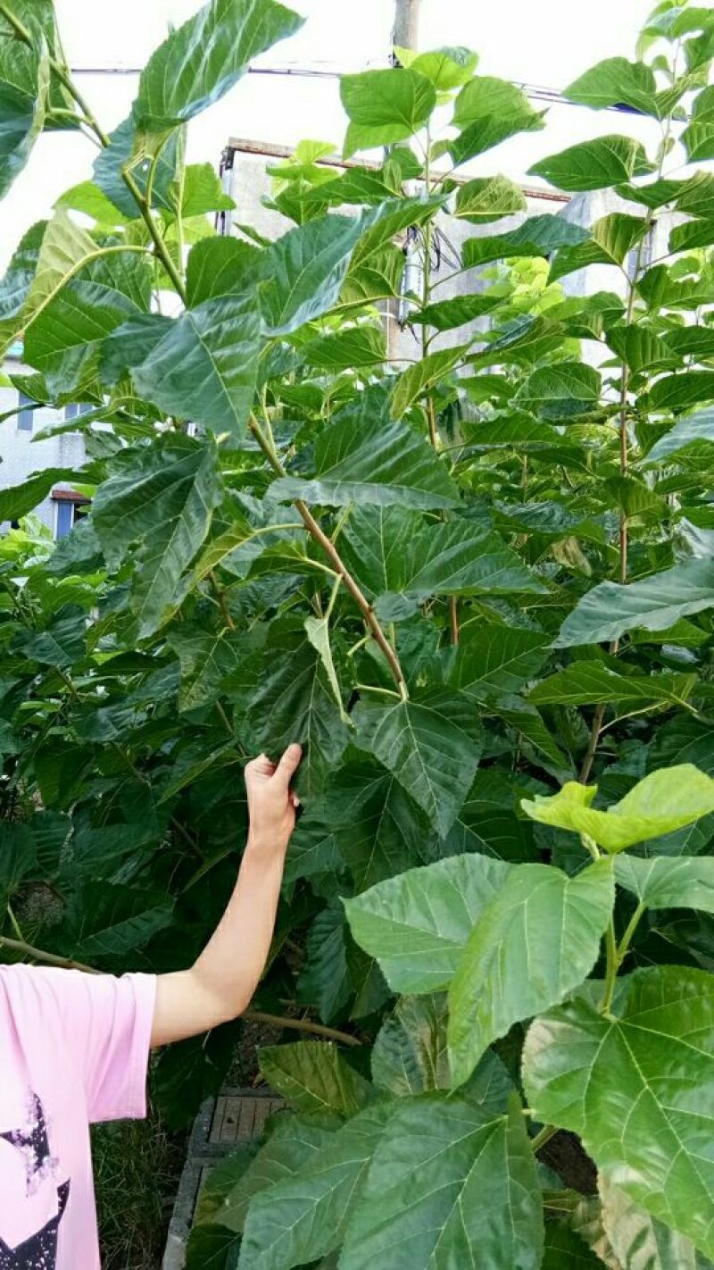 桑树苗农桑14，蚕桑叶桑好品种饲料桑对版