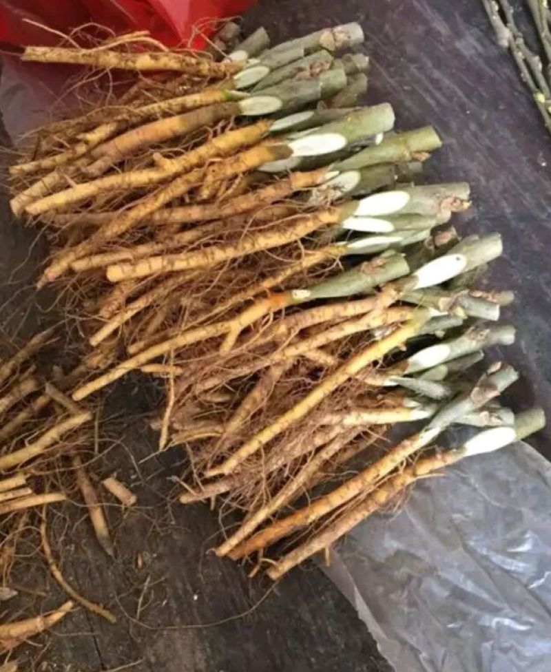 桑树苗农桑14，蚕桑叶桑好品种饲料桑对版
