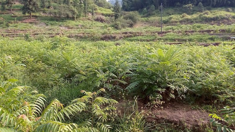 红油香椿苗大棚80cm以上