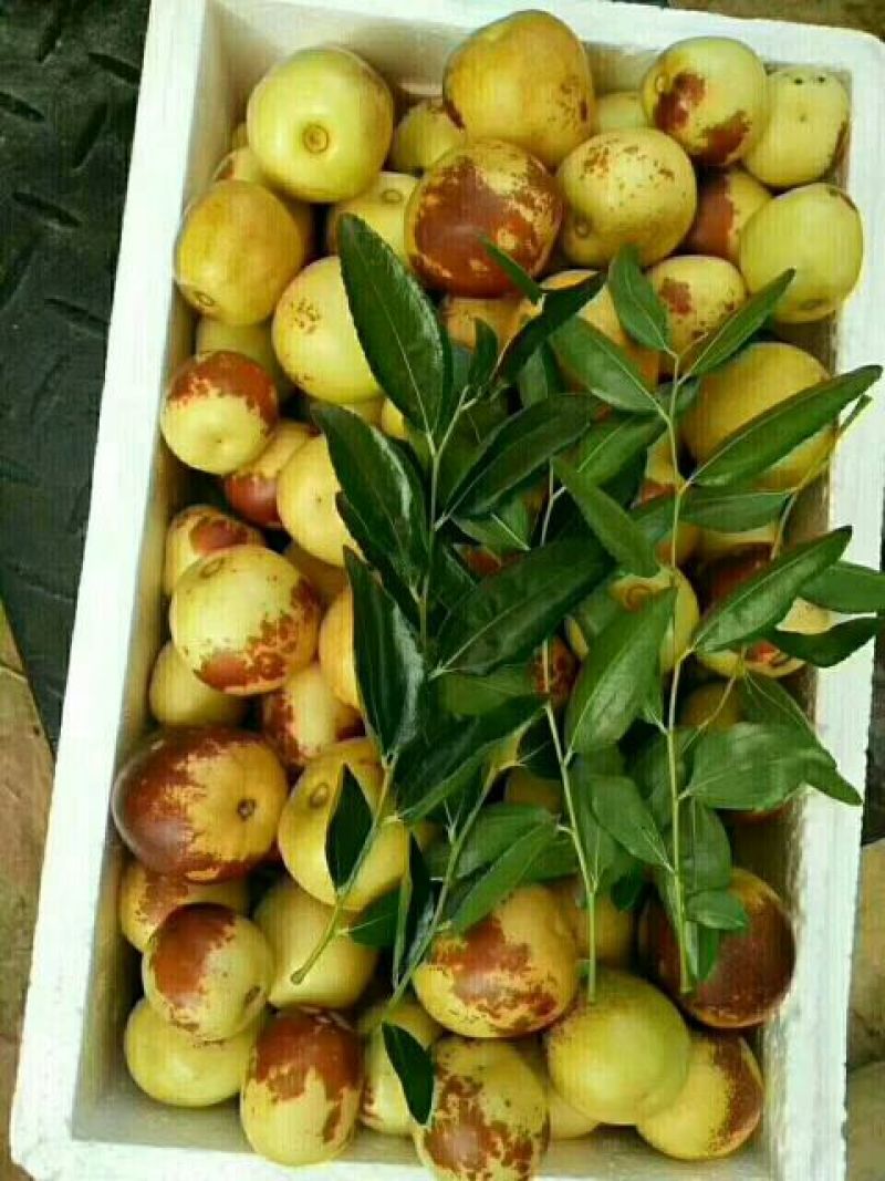 沾化冬枣拐一
